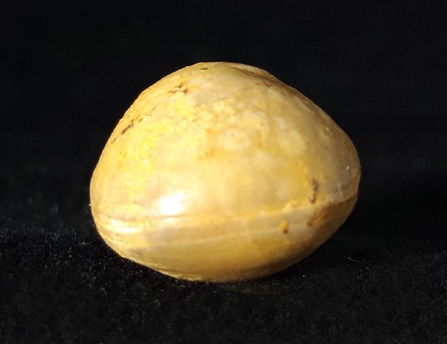 Sphaeroidothyris globisphaeroidalis (BUCKMAN 1914) - Bild © FossNet FossilienStore